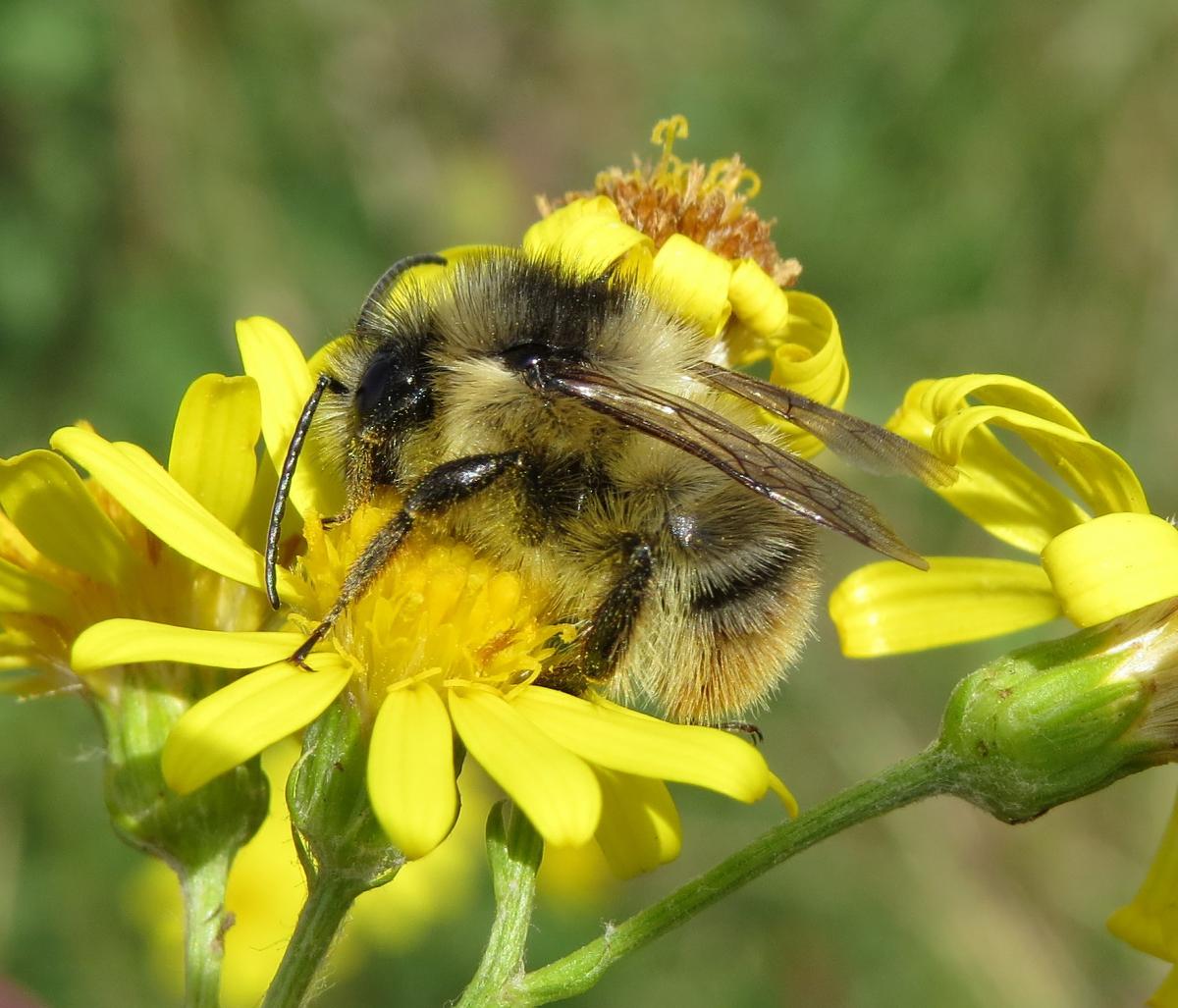 Shrill Carder bee Project - Buglife projects