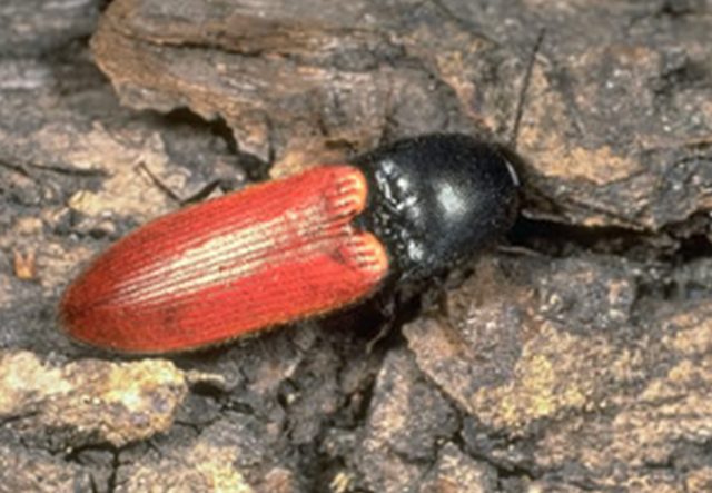 Cardinal click beetle (Ampedus cardinalis) © Roger Key