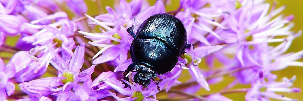 Celebrating Scottish Invertebrates Buglife