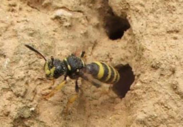 Four-banded weevil wasp (Cerceris quadricincta) © Andrew Whitehouse