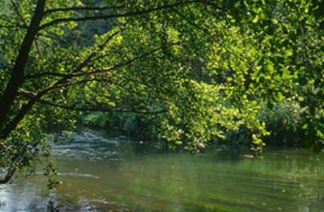 Overhanging trees on chalk river - Hants Avon © Roger Key
