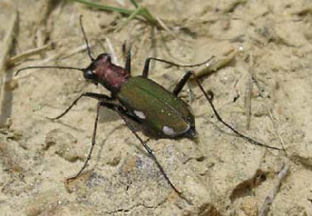 Cliff tiger beetle (Cylindera germanica) © Andrew Whitehouse