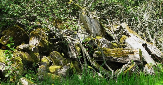 Deadwood log pile © Alan Stubbs
