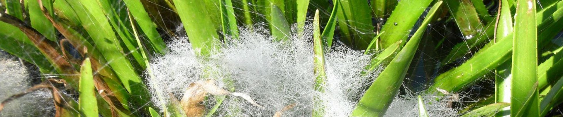 Fens - Buglife