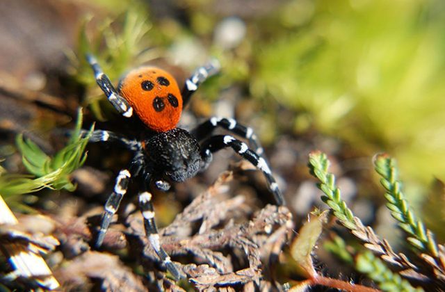 Ladybird Spider (Eresus sandaliatus) © Ian Hughes