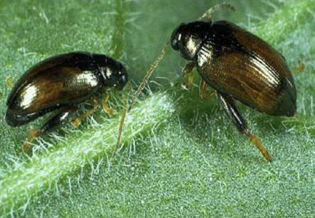 Lundy cabbage flea beetle (Psylliodes luridipennis) © Roger Key