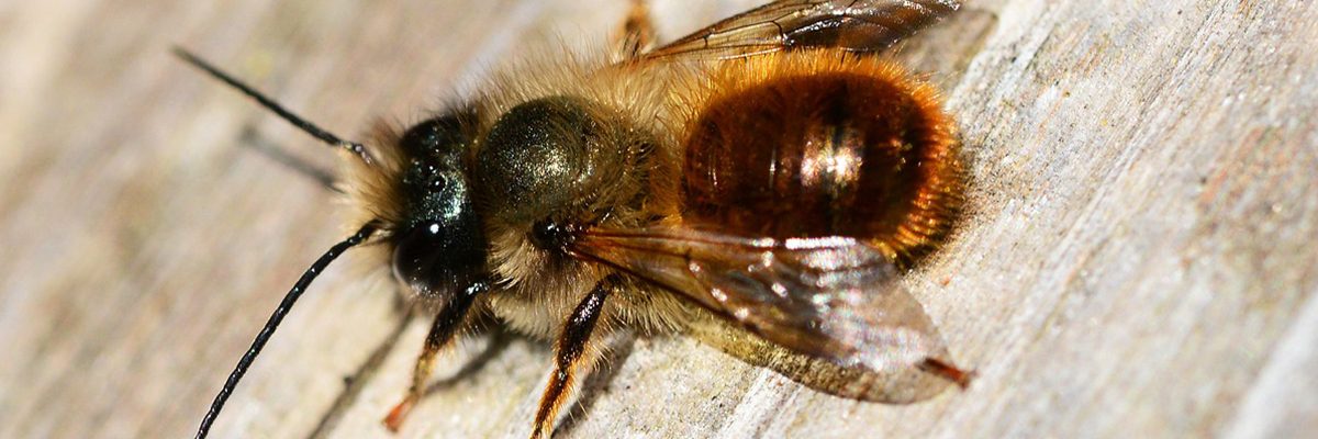 Scottish Mason Bees Buglife Projects