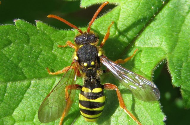 Gooden’s Nomad Bee (Nomada goodeniana) © Steven Falk