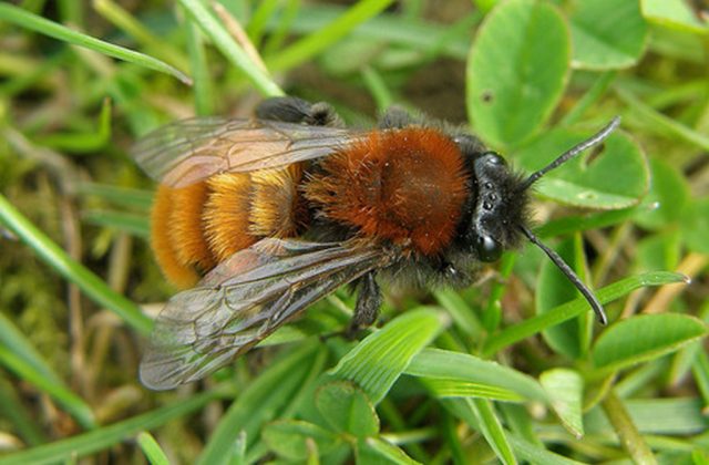 Tawny Mining Bee