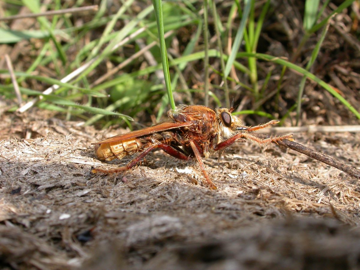 Welsh Invertebrates - Buglife