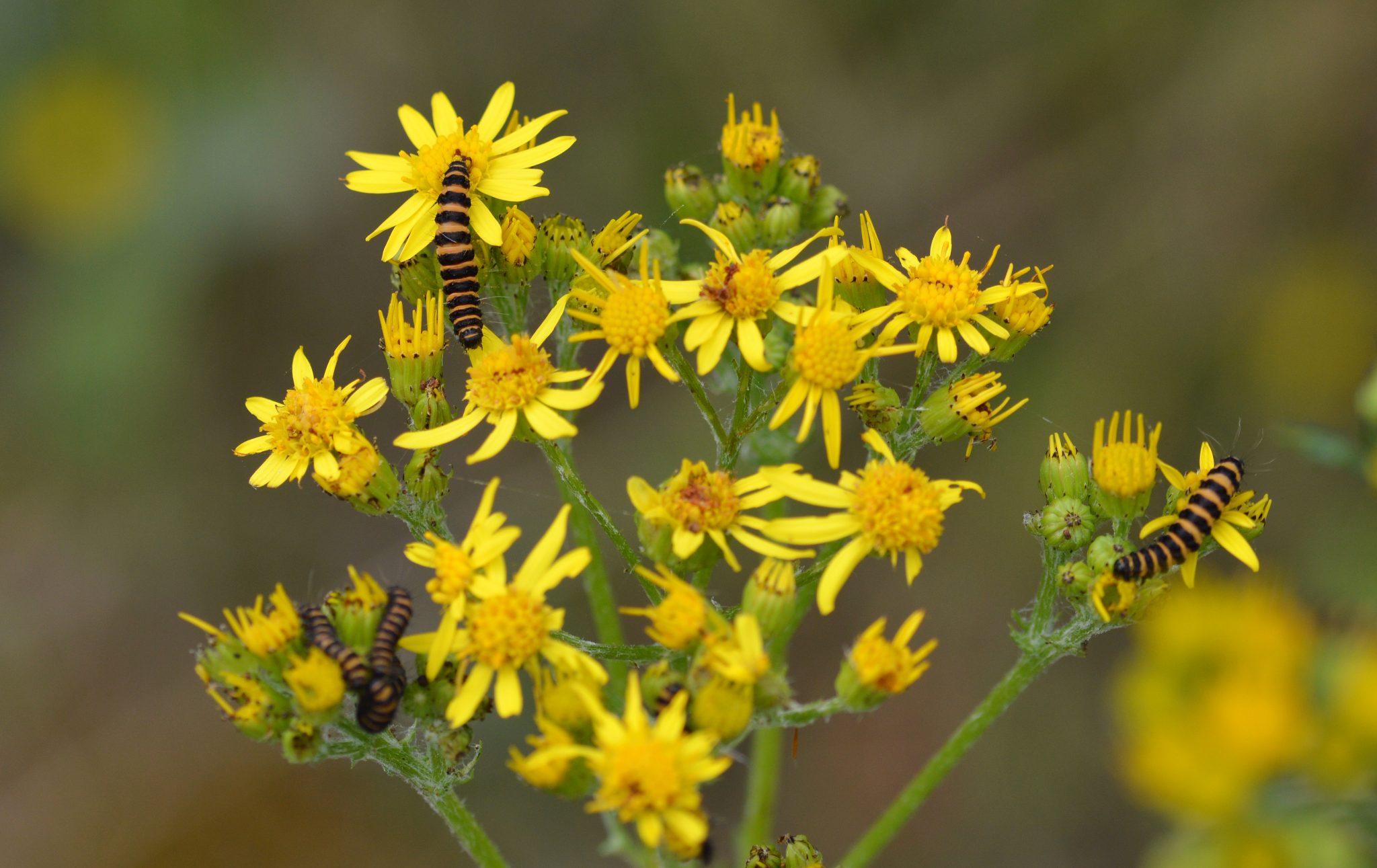 Ragwort Buglife