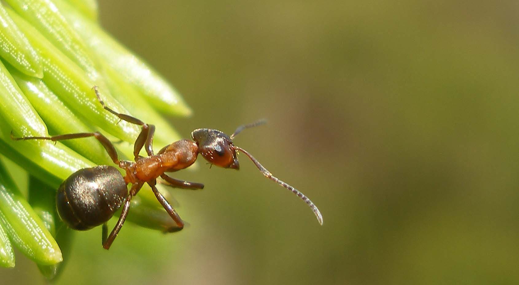 Do Bugs Have Brains