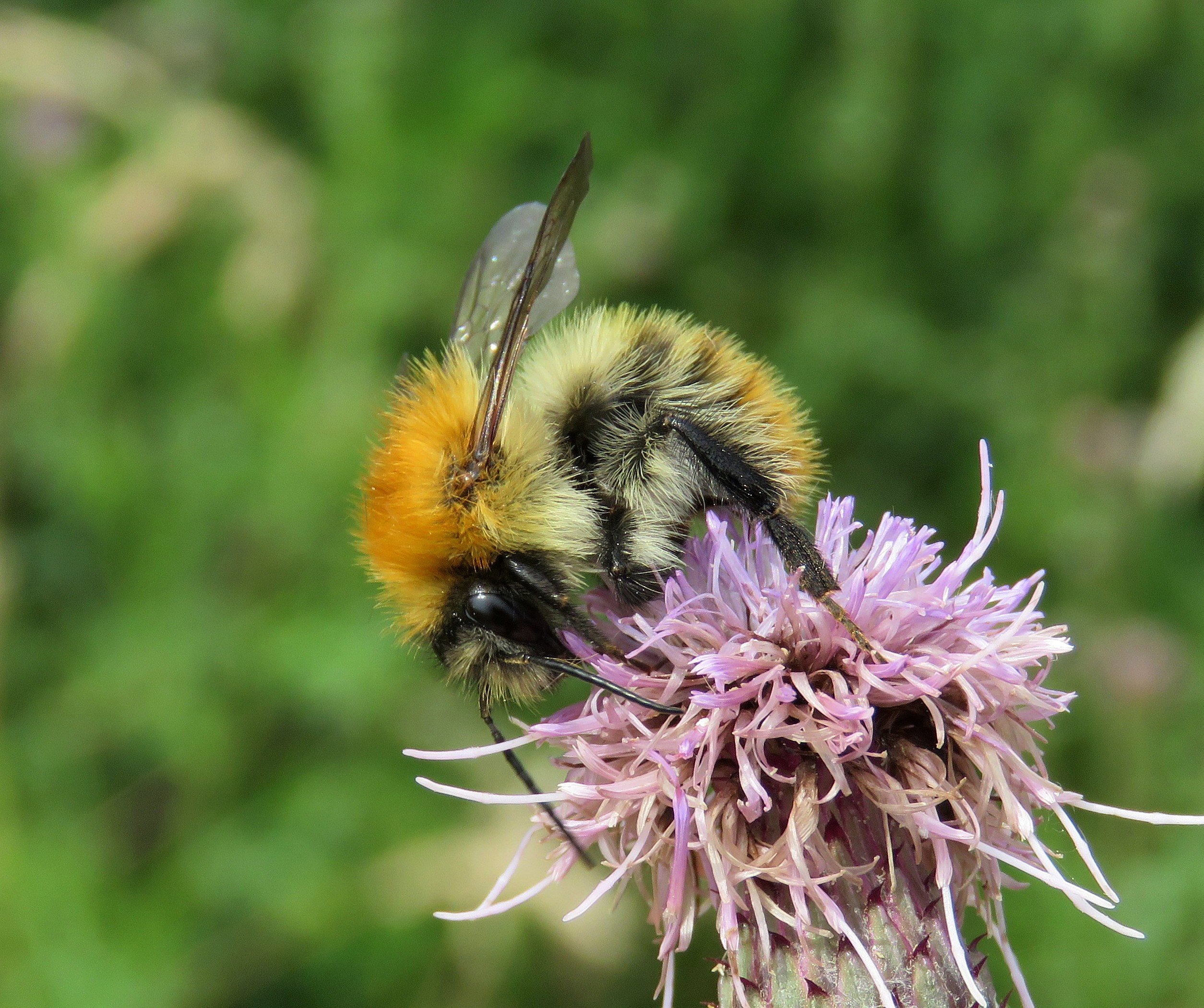 Pollinator Monitoring in Northern Ireland - Buglife