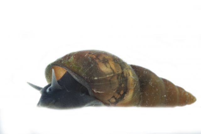 Pond Mud Snail (Omphiscola glabra) © Jake Flood