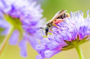 Large Scabious Mining Bee (Andrena hattorfiana) © Will Hawkes