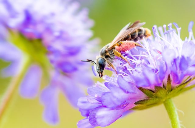 Large Scabious Mining Bee (Andrena hattorfiana) © Will Hawkes