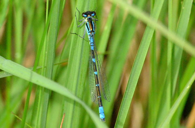 Irish Damselfly (Coenagrion lunulatum) © Michael Bell