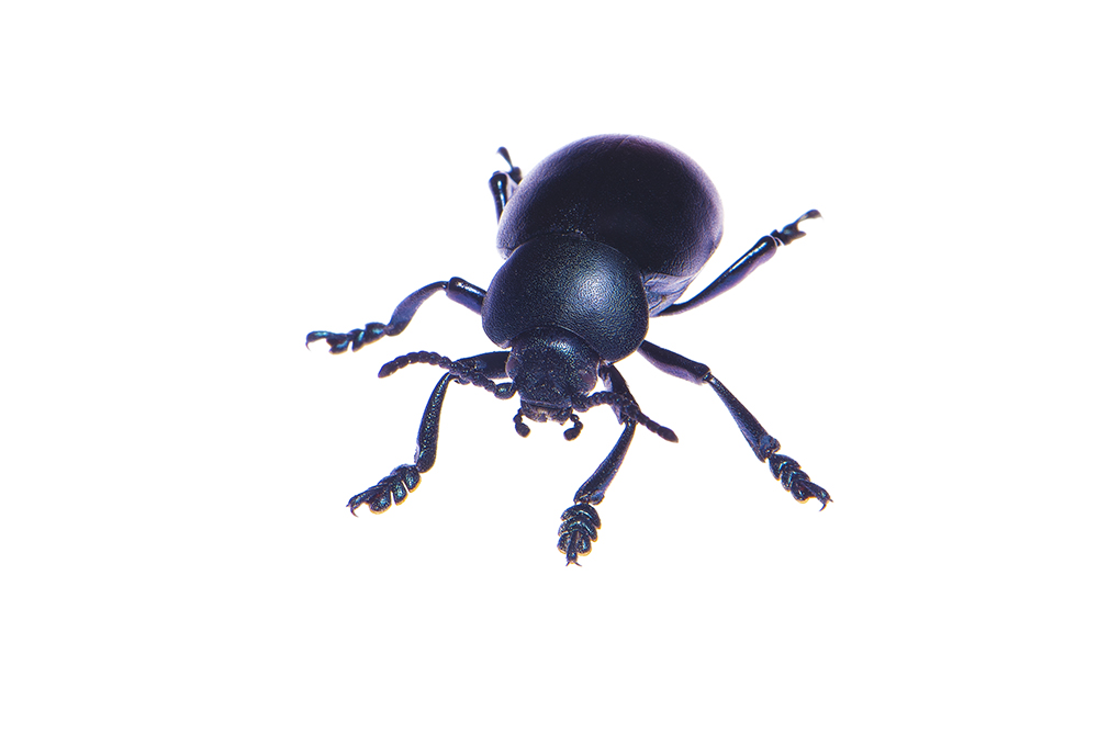 Bloody-nosed Beetle (Timarcha tenebricosa) © Katie Waddington