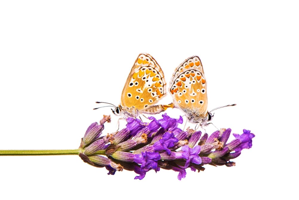 Brown Argus Butterflies (Aricia agestis) © Katie Waddington
