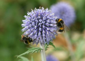 Bumblebees on globe thistle © Dan TP
