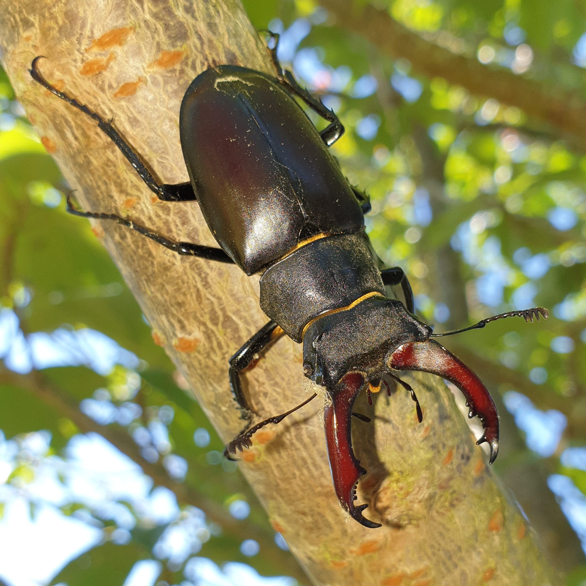 Magnificent Stag Beetles... Buglife Blog Buglife