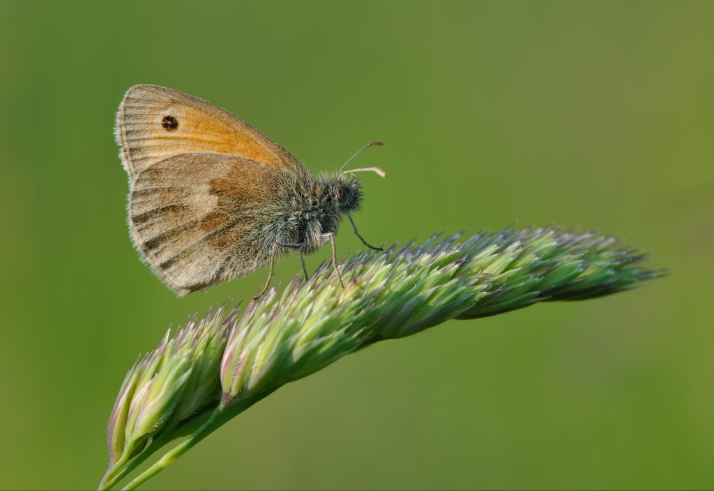 Bugs Matter survey finds that UK flying insects have declined by nearly 60%  in less than 20 years - Buglife latest news