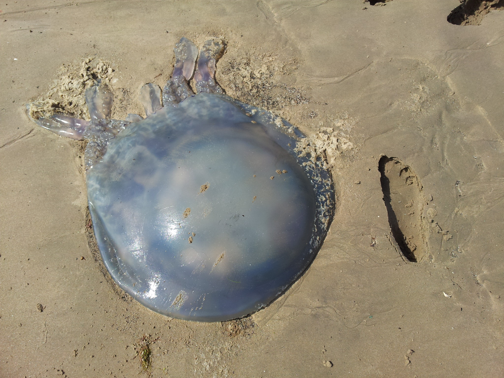 Barrel Jellyfish Bug Directory Buglife