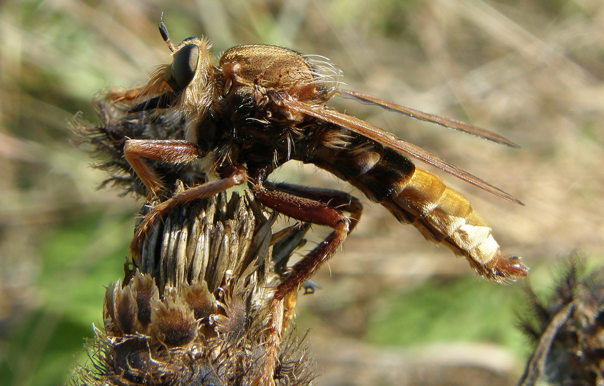 So, how big do insects get? - Buglife Blog - Buglife