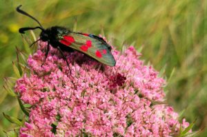 Six-spot Burnet Moth © BareFoot Photographer