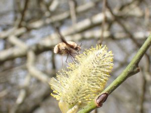 Dark-edged Bee-fly (Bombylius major) © Charlotte Rankin