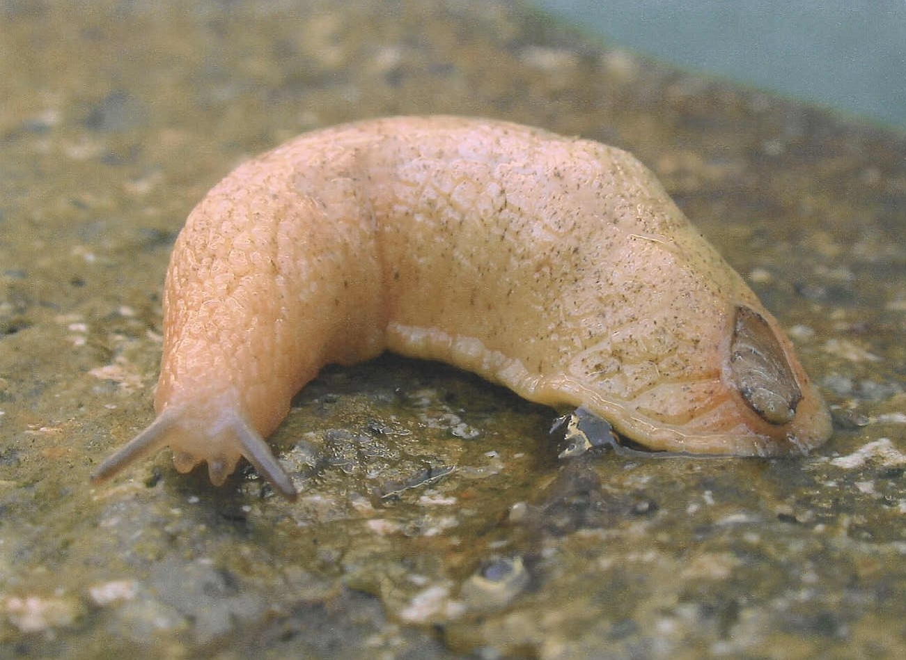 What are the benefits of slugs and snails? Buglife Blog Buglife