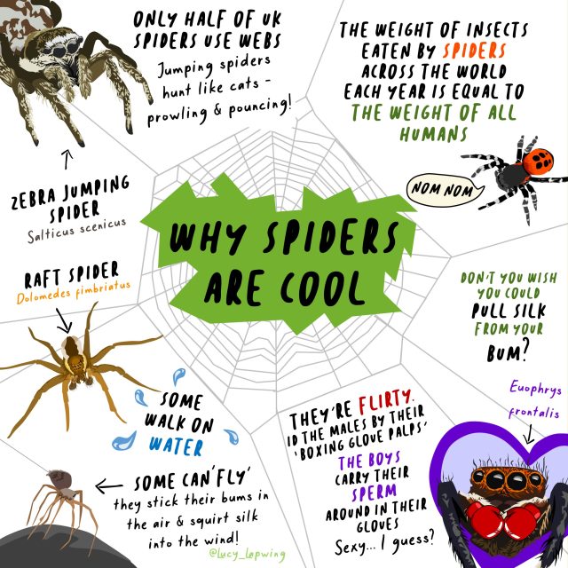 Celebrate National Save a Spider Day with Buglife's Poster Competition