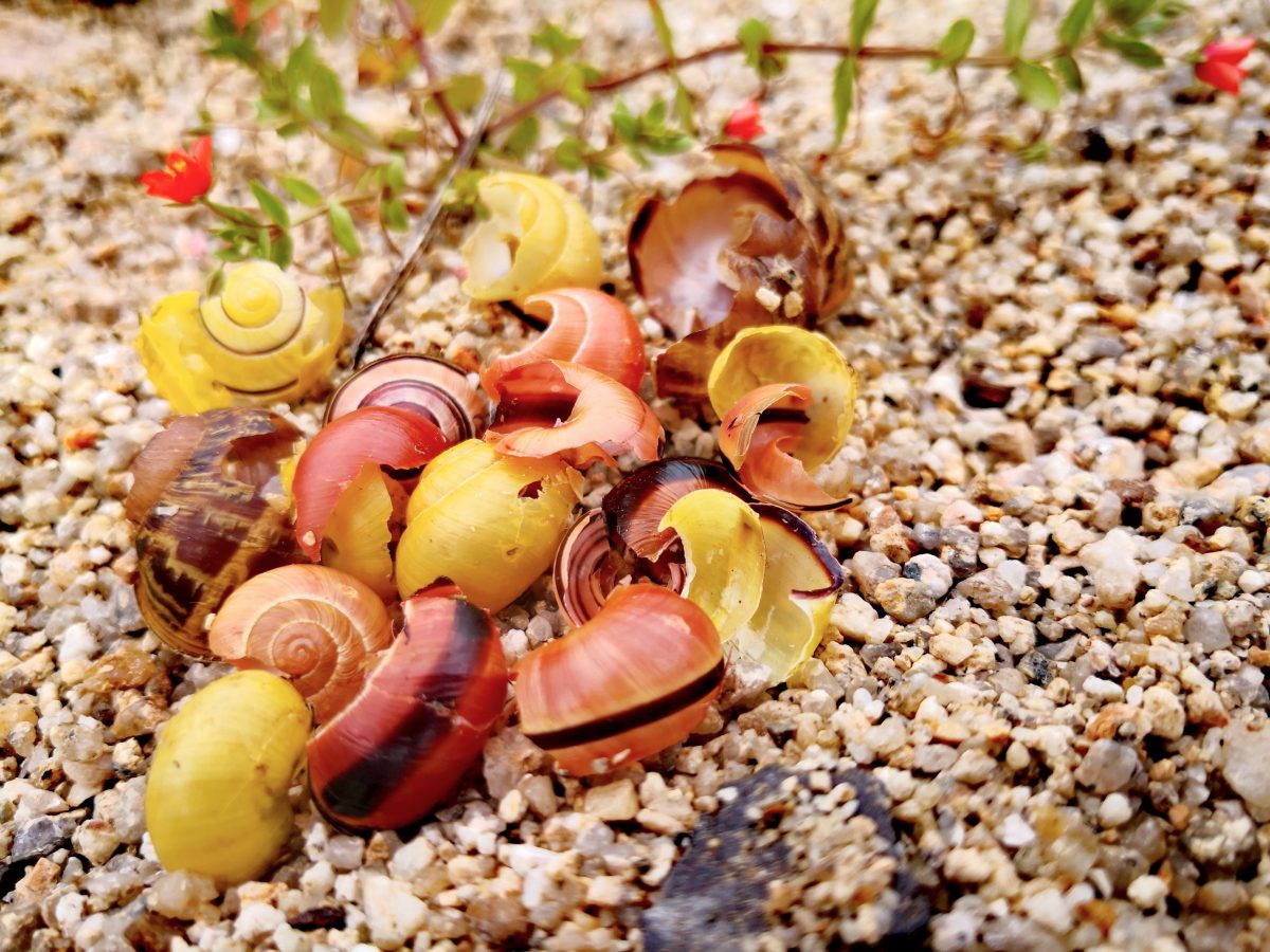 What are the benefits of slugs and snails? Buglife Blog Buglife