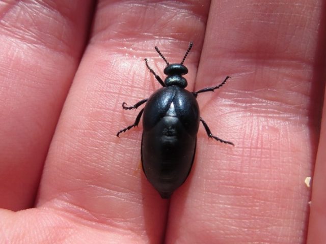 Short-necked Oil Beetle (Meloe brevicollis) © Suzanne Burgess