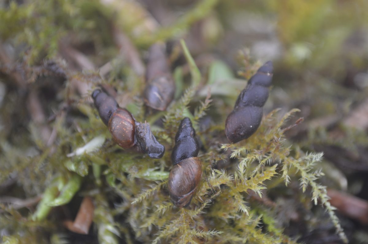 Major milestone for conservation of the rare pond mud snail Buglife