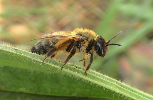 Buffish Mining Bee (Andrena nigroaenea) © John Walters