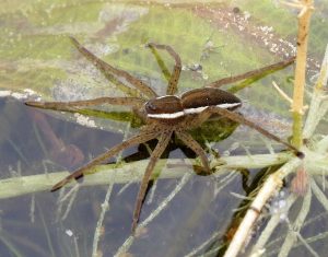 Fen Raft Spider (Dolomedes plantarius) © Steven Falk