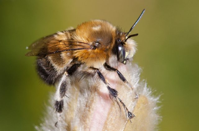 Hairy-footed Flower Bee (Anthophora plumipes) © Natural England-Allan Drewitt (Flickr CC)
