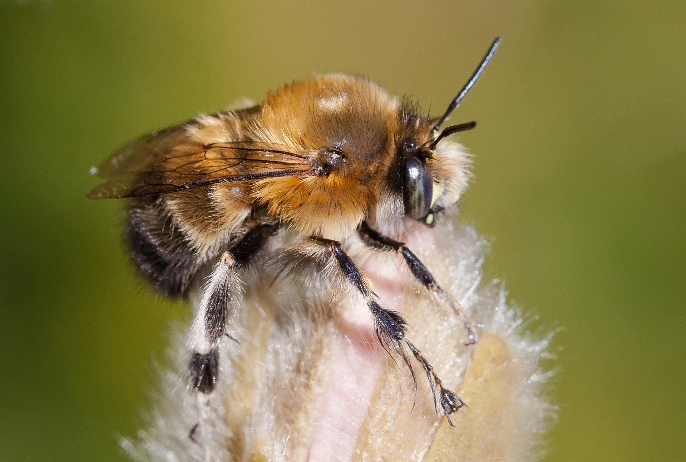 Hairyfooted Flower Bee Bug Directory Buglife