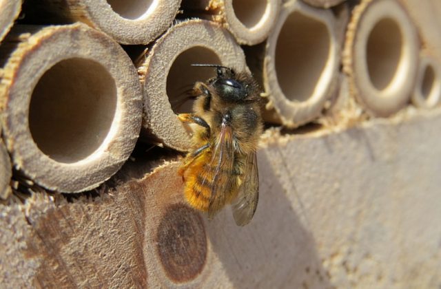 Red Mason Bee (Osmia bicornis) © Steven Falk