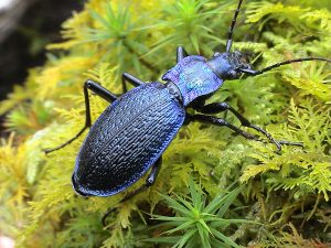 Blue Ground Beetle (Carabus intricatus) © John Walters