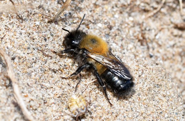 Cliff Mason Bee (Osmia xanthomelana)a © Liam Olds