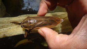 Giant Water Bug (Belostomatidae) © Siddarth Machado (Flickr, CC)