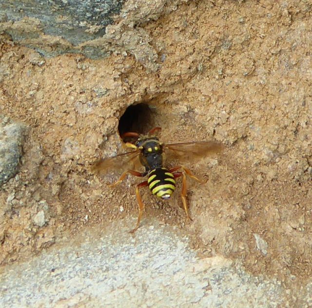 Six-banded Nomad Bee (Nomada sexfasciata) © Philip Strange
