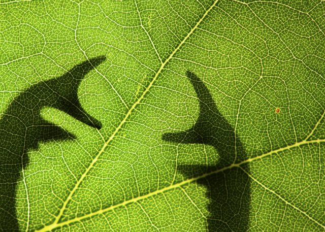 Stag Beetle behind a leaf © Martijn Nugteren (Luminar Bug Photography Awards 2020 Beetles 2nd Place winner)