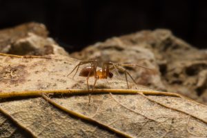 Horrid Ground-weaver (Nothophantes horridus) © Tom Thomson