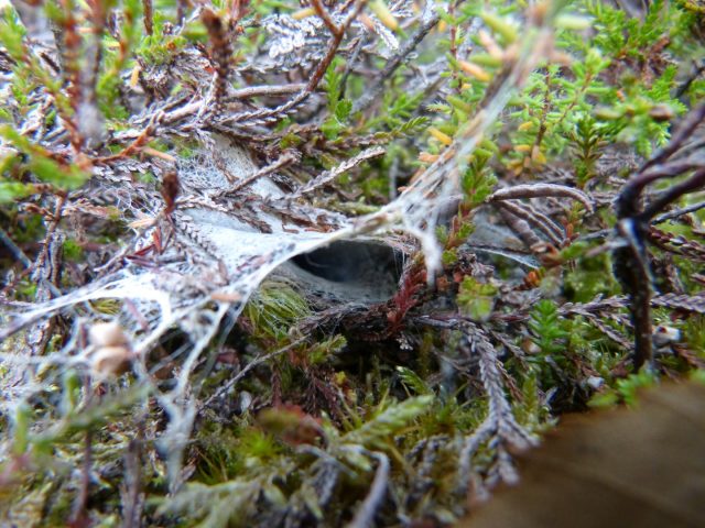 Ladybird Spider burrow © Andrew Whitehouse