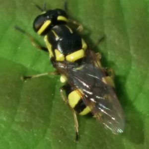 One of two Four-barred Major soldierflies from near Edinburgh © David Notton