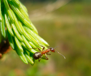 Narrow-headed Ant (Formica exsecta) © Gus Jones