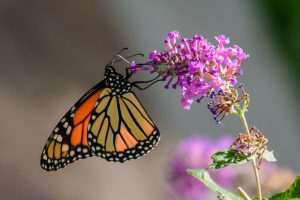 Monarch Butterfly © Peter Miller (Flickr, CC BY-NC-ND 2.0 DEED)